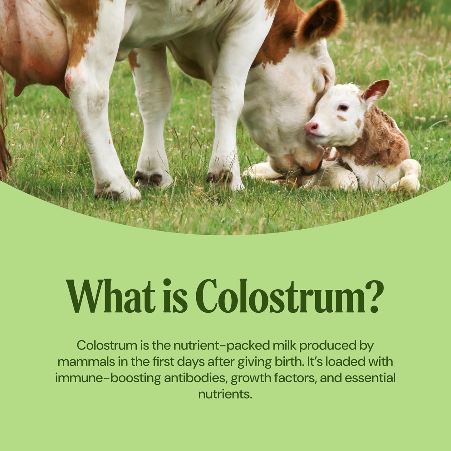 Grass-Fed Bovine Colostrum - Matcha