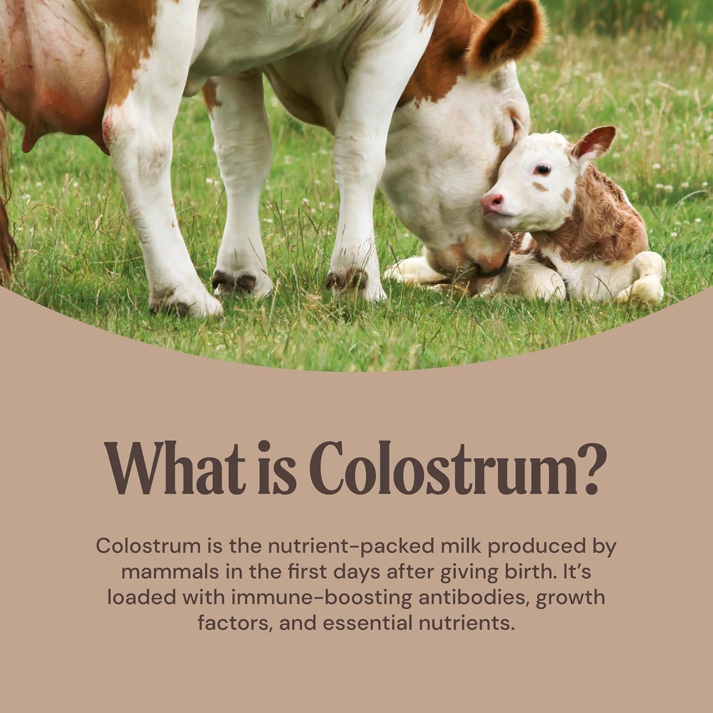 Grass-Fed Bovine Colostrum - Chocolate