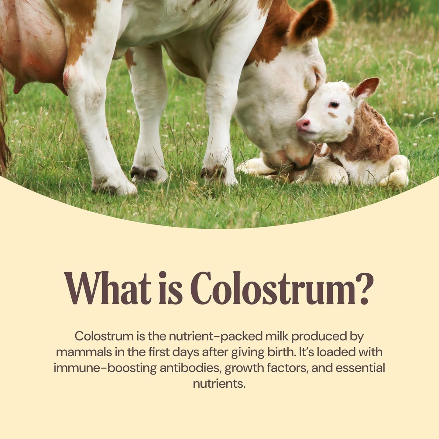 Grass-Fed Bovine Colostrum - Unflavored